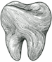 Logo dent du cabinet